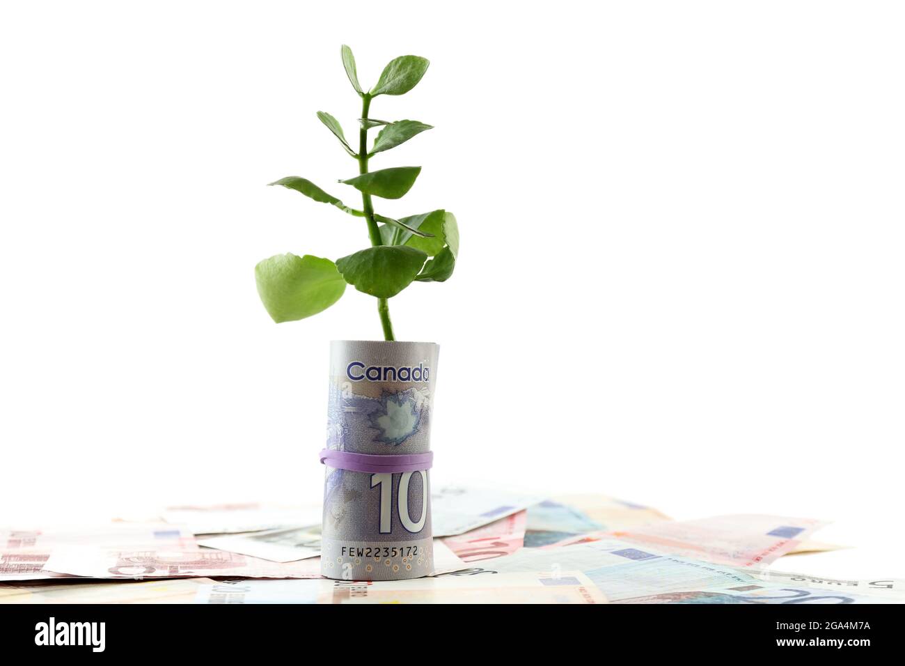 Money with growing sprout isolated on white Stock Photo Alamy