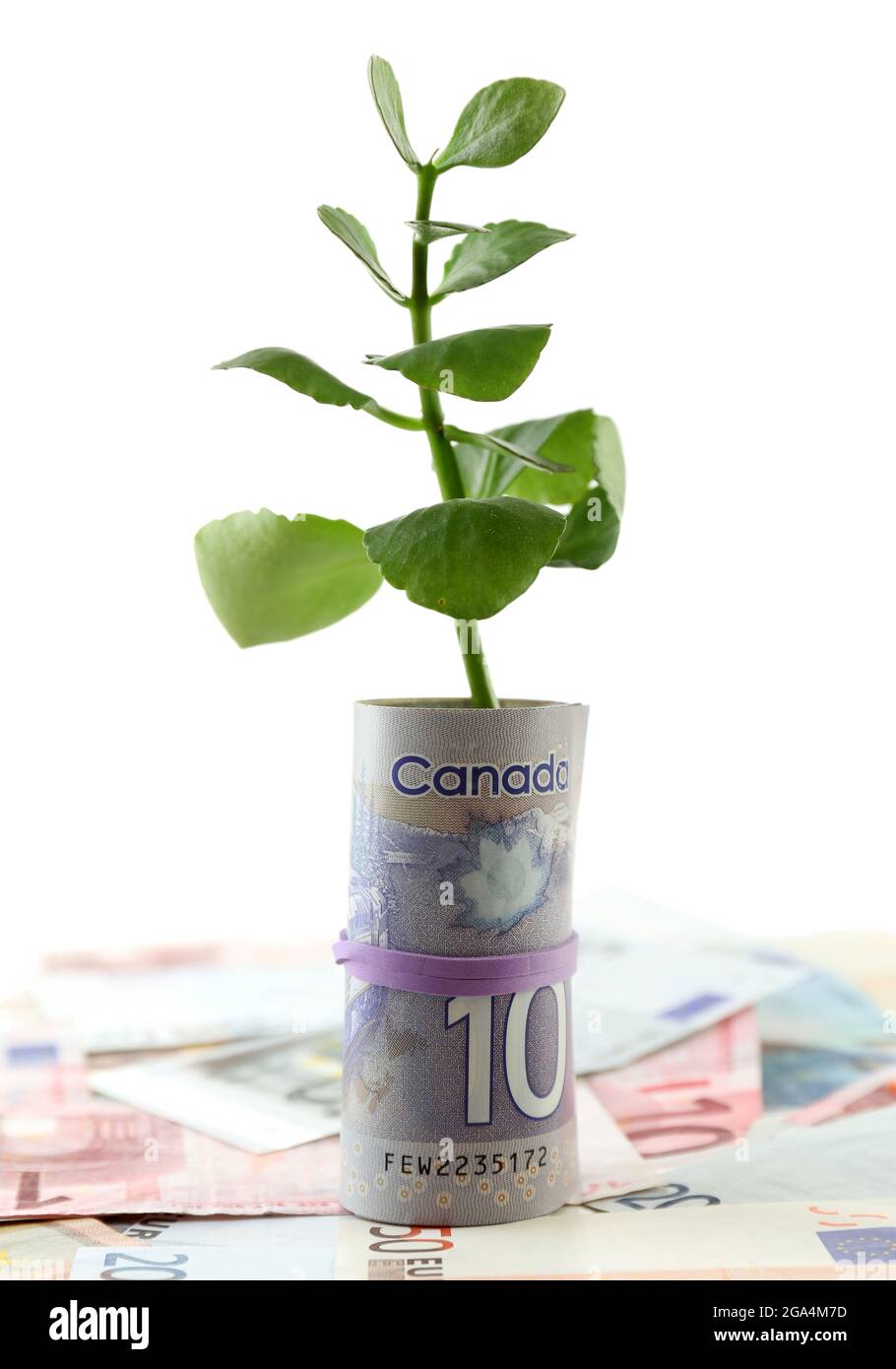 Money with growing sprout isolated on white Stock Photo Alamy