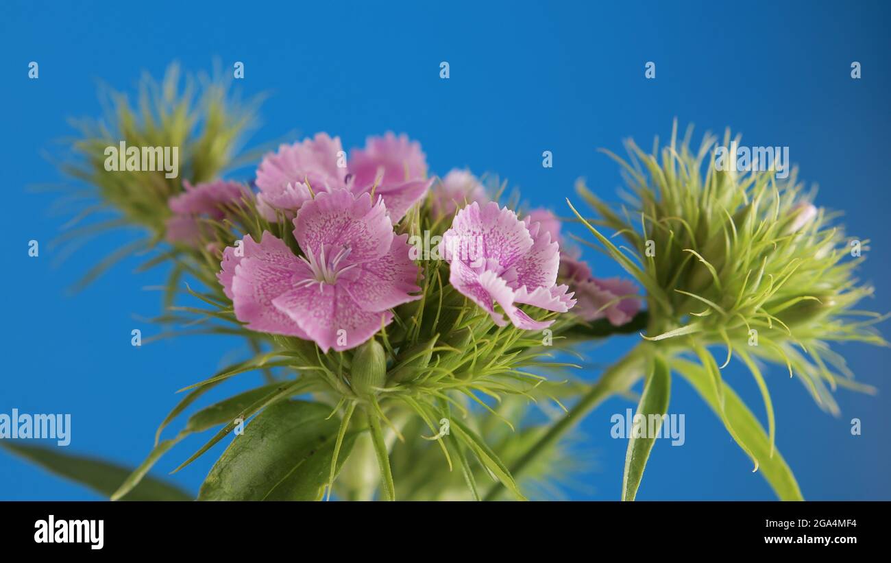 Turkish carnation close-up. Macro shot of beautiful blooming pink flowers on green stems. Concept of spring and vitality. Isolate on a blue background Stock Photo