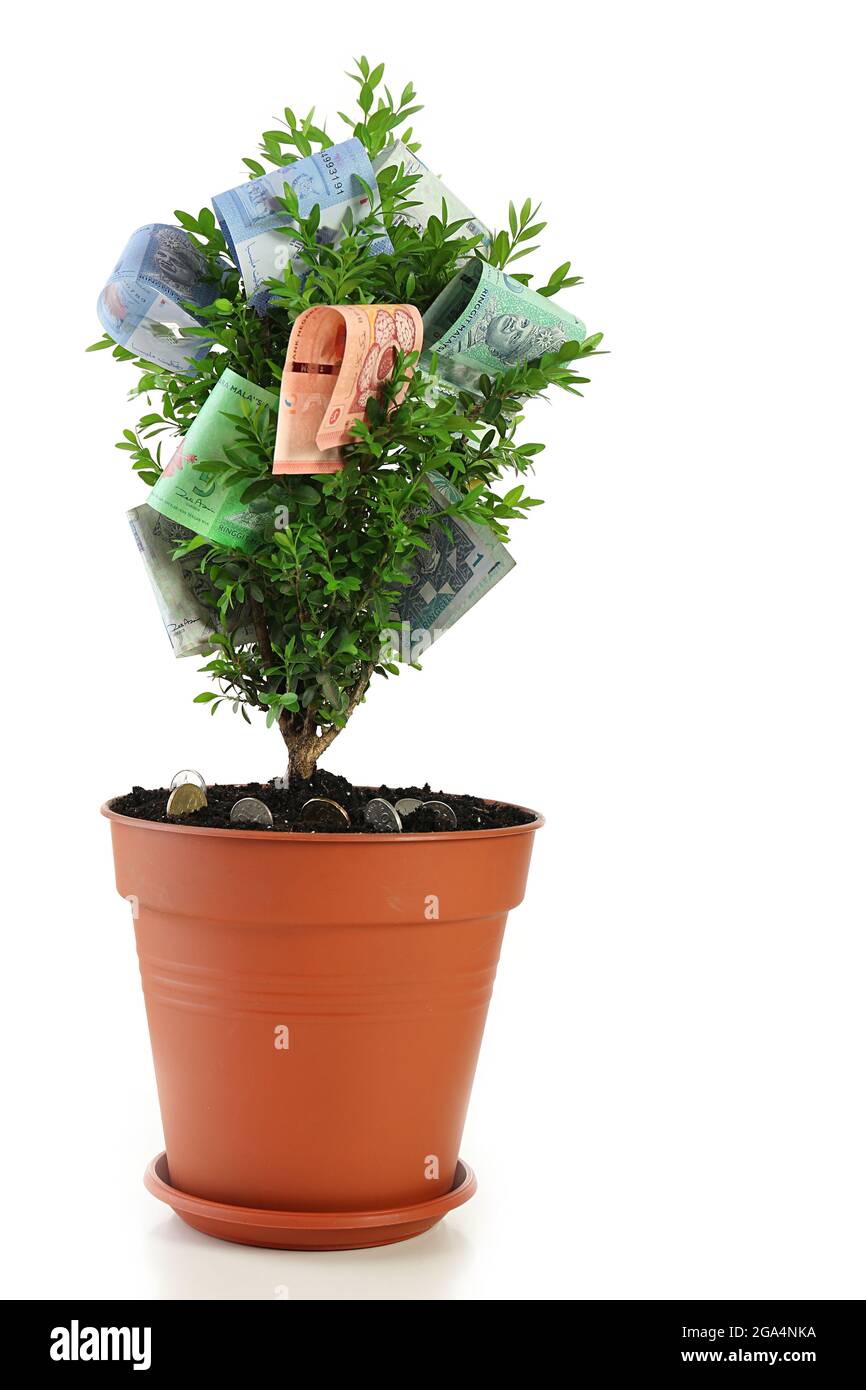 Money tree isolated on white Stock Photo - Alamy