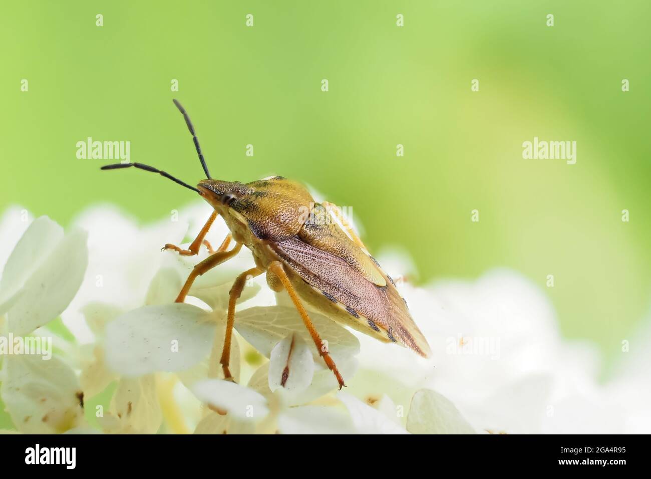 Carpocoris purpureipennis is sitting on hydrangea arborescens Annabelle. Close-up photo. Stock Photo