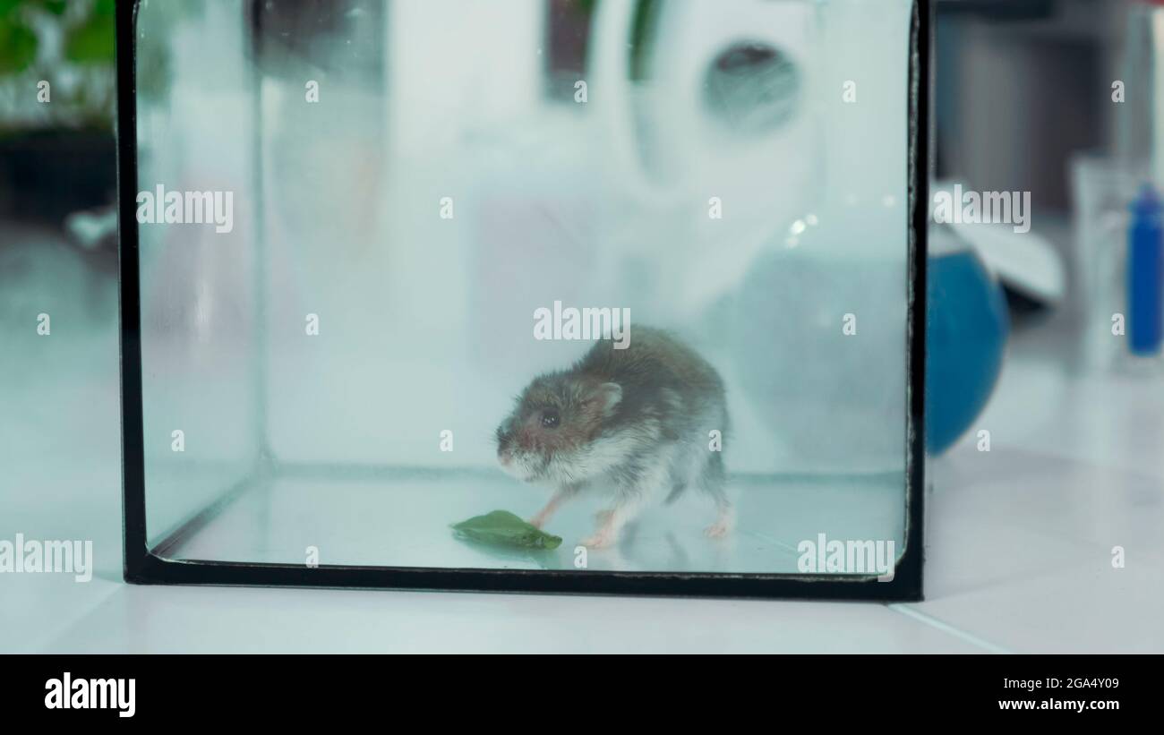 Closeup of lab mouse in smoke in glass container. Providing experiment