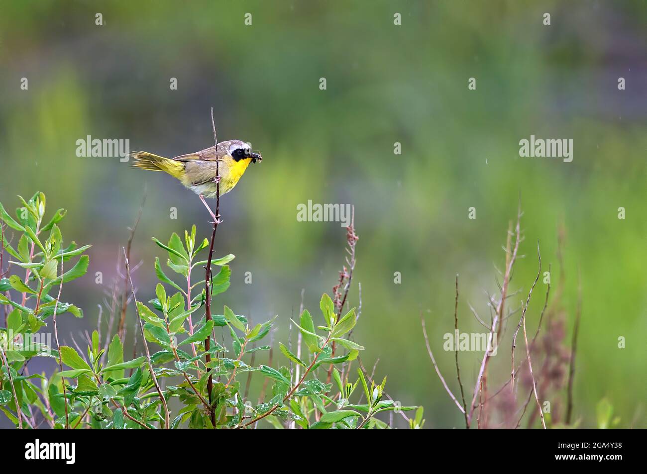 Common Yellowthroat (Geothlypis trichas) perched on a plant stem with a bug in its beak. Room for copyspace. Stock Photo