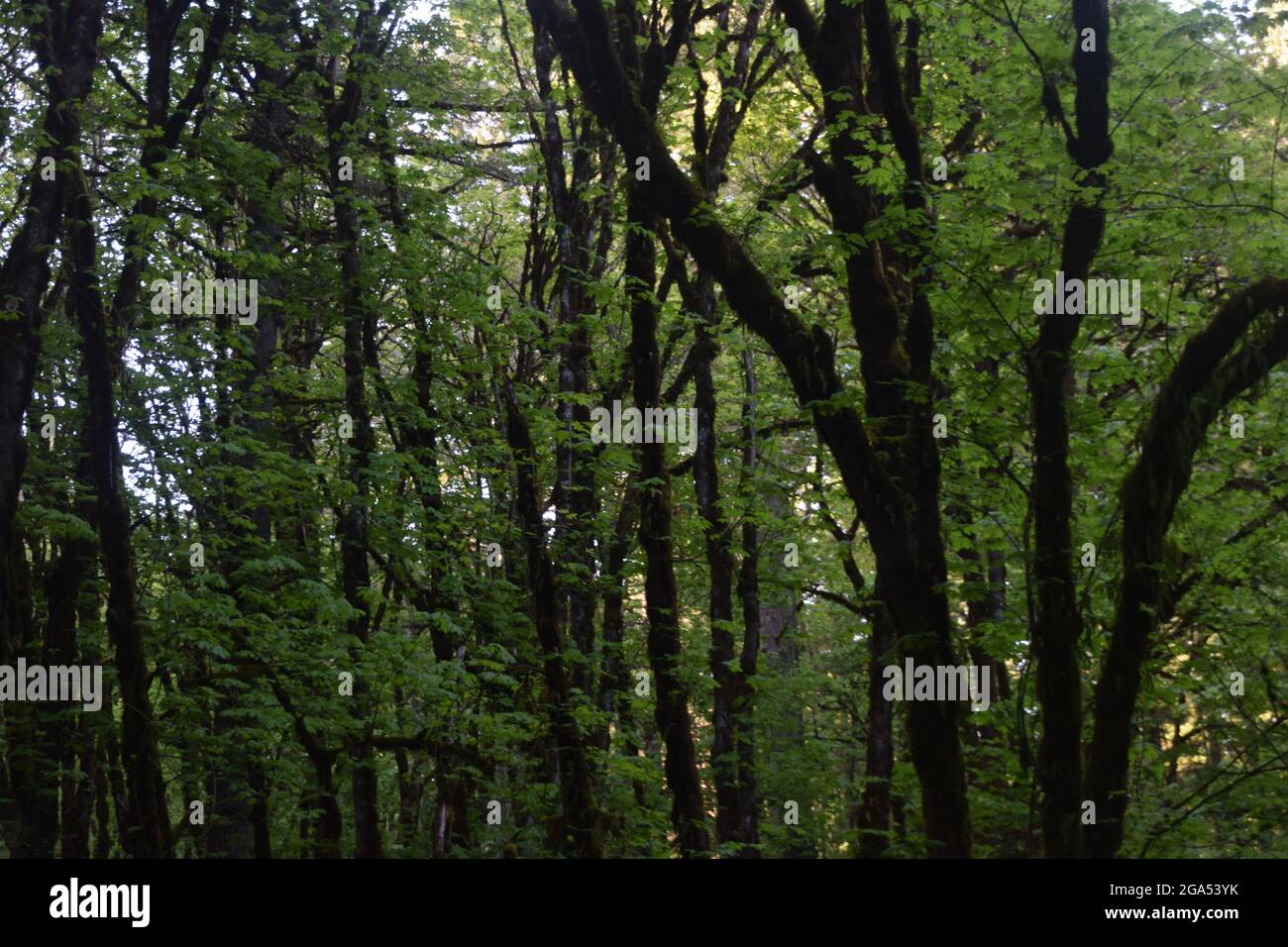 Backwoods of trees hi-res stock photography and images - Alamy