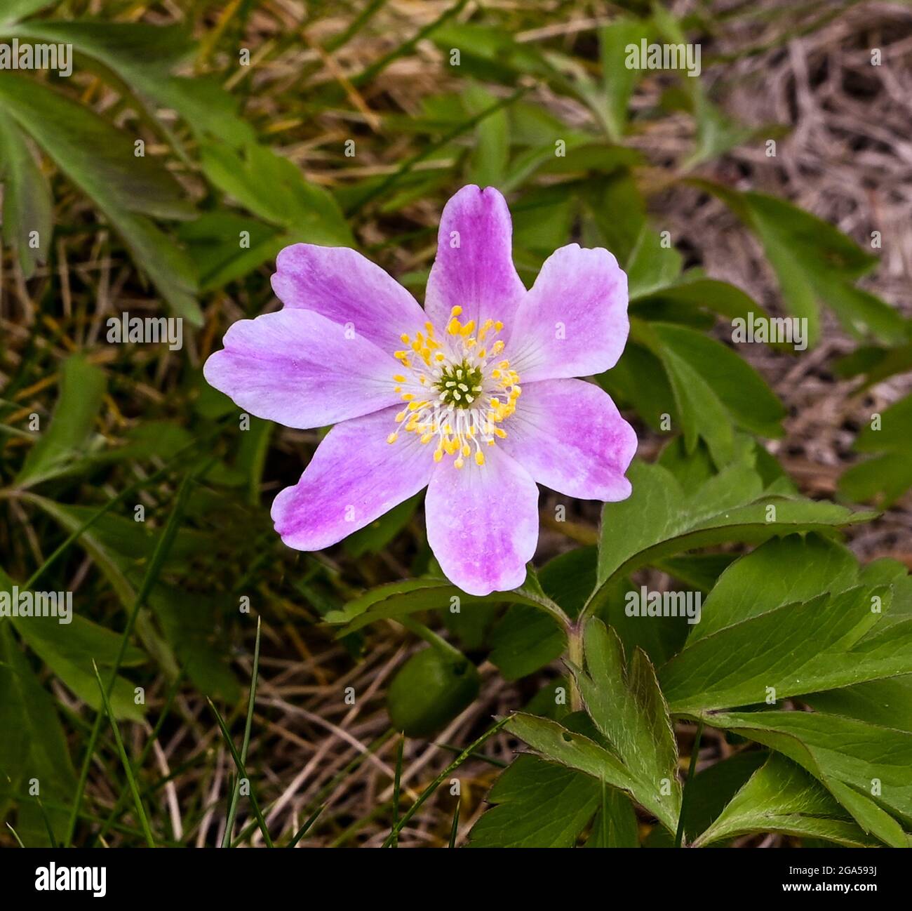 Wood Anemone or Windflower (Anemone nemorosa) in spa gardens of Baden Baden. Baden Wuerttemberg