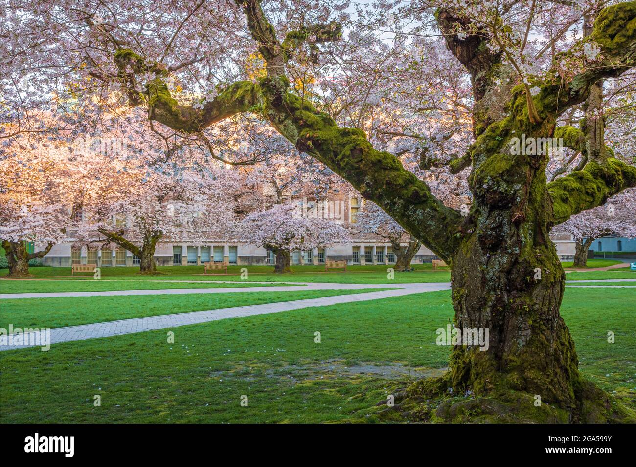 The University of Washington (commonly referred to as Washington or UDub) is a public research university in Seattle, Washington, United States Stock Photo