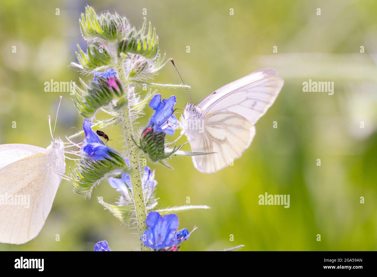 Green-veined white Butterfly - Pieris napi - resting on a blossom of viper's bugloss or blueweed - Echium vulgare Stock Photo