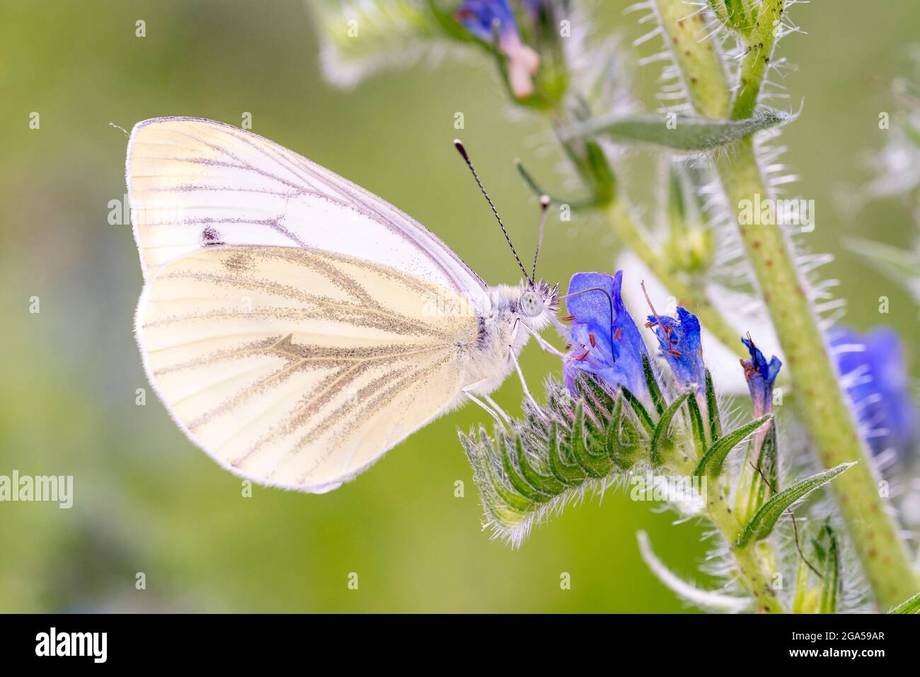 Green-veined white Butterfly - Pieris napi - resting on a blossom of viper's bugloss or blueweed - Echium vulgare Stock Photo