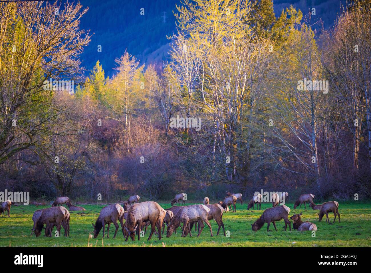 Elk herd in North Bend, Washington Stock Photo