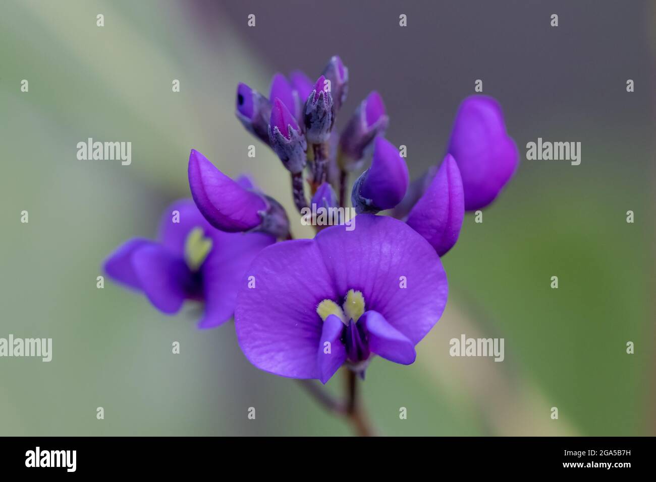 False Sarsaparilla plant in flower Stock Photo