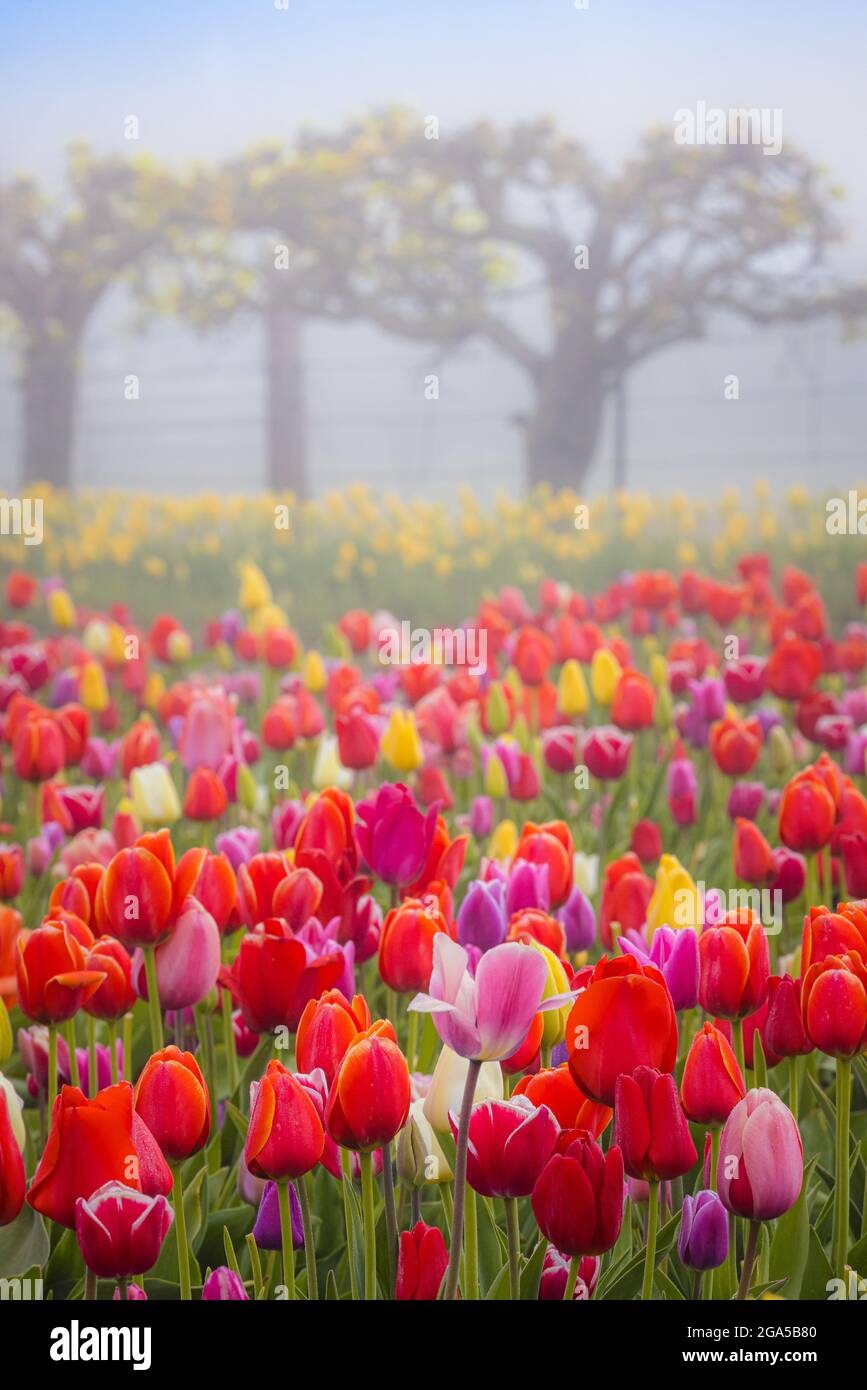 Tulips in Skagit Valley during the annual Tulip Festival in Mount Vernon, Washington Stock Photo