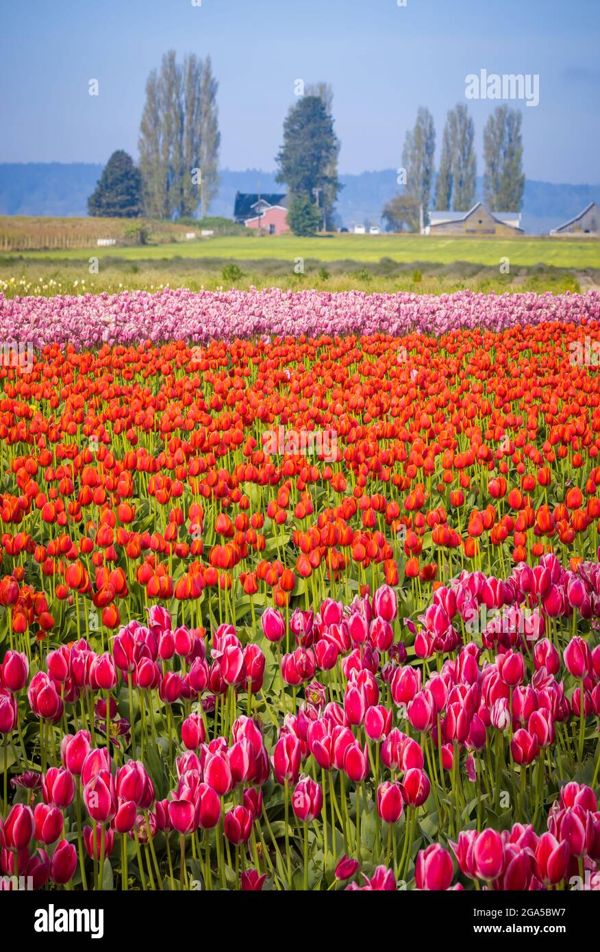 Tulips in Skagit Valley during the annual Tulip Festival in Mount Vernon, Washington Stock Photo