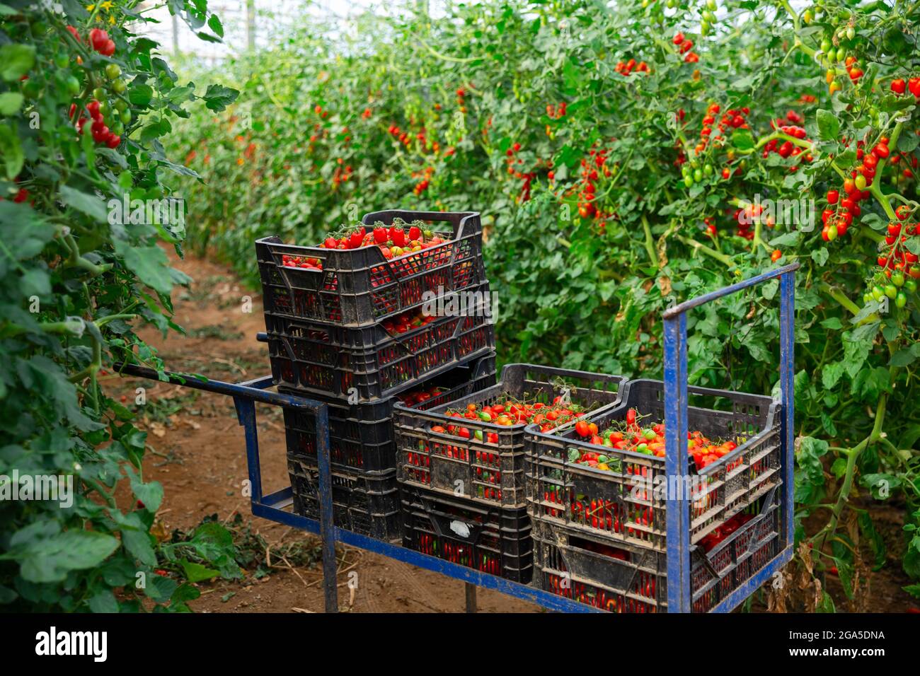 Crop of tomatoes in crates in glasshouse Stock Photo Alamy