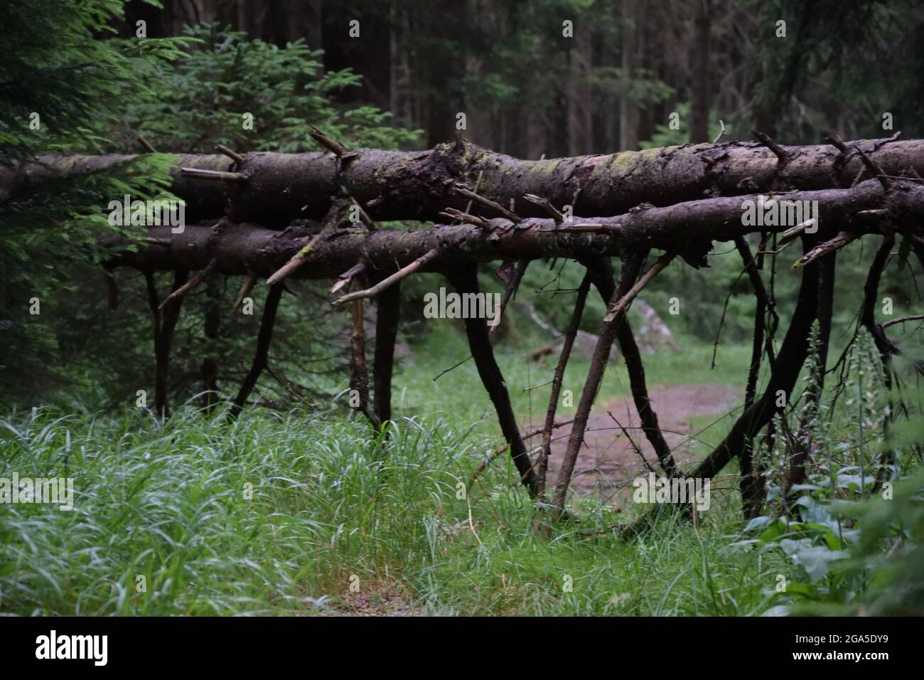 Barricade from the tree in a forest Stock Photo Alamy