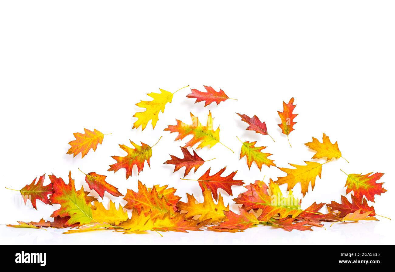 autumn leaves isolated on white background Stock Photo - Alamy