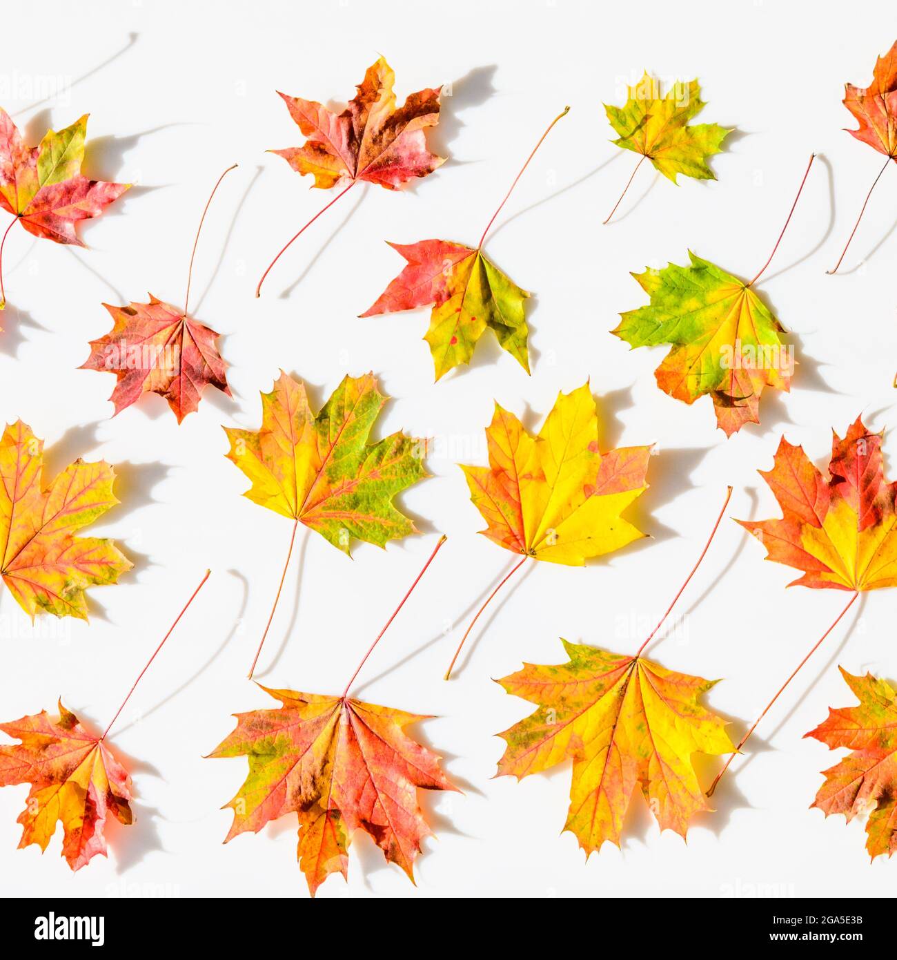 maple autumn leaves frame background Stock Photo - Alamy
