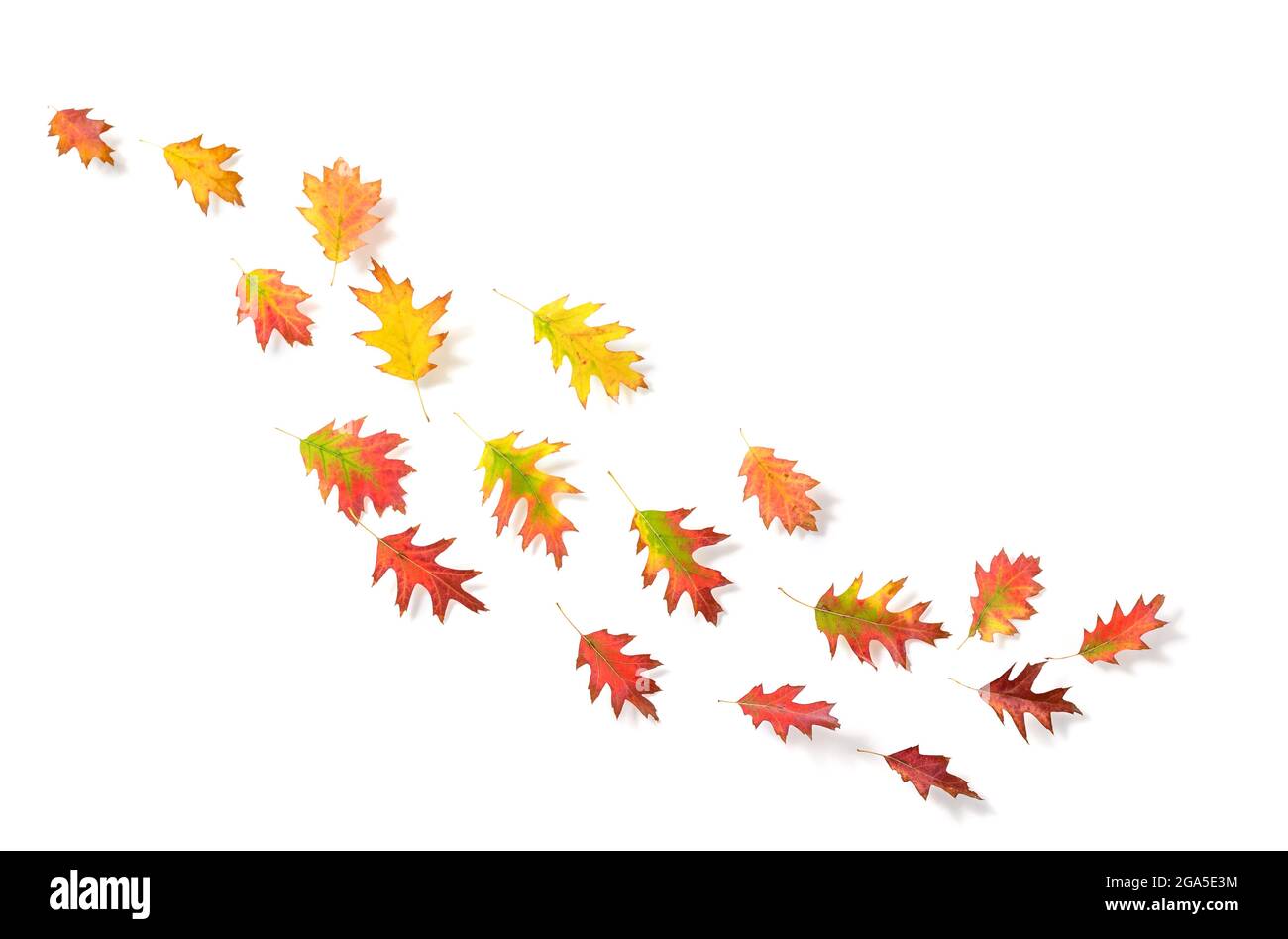 autumn leaves isolated on white background Stock Photo - Alamy