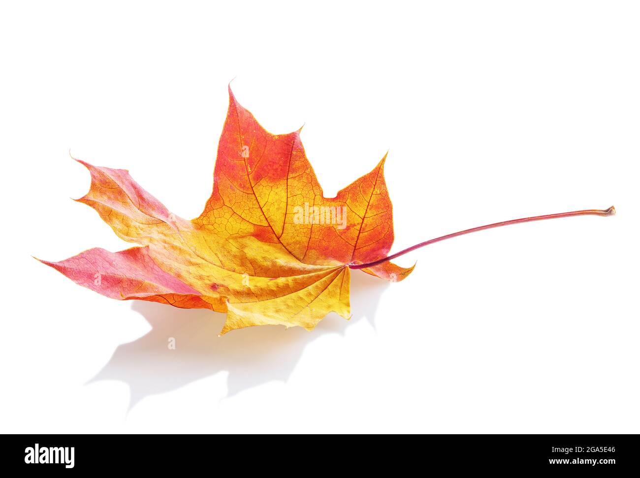 autumn maple leaf isolated on white background Stock Photo - Alamy