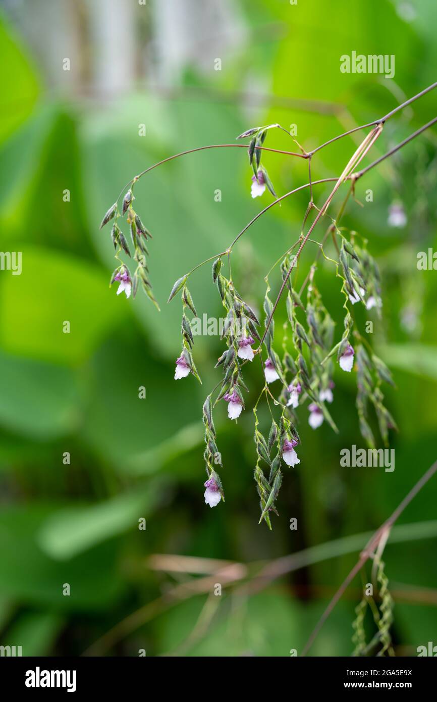 Twig of arrowroot plant with blossomed flowers Stock Photo
