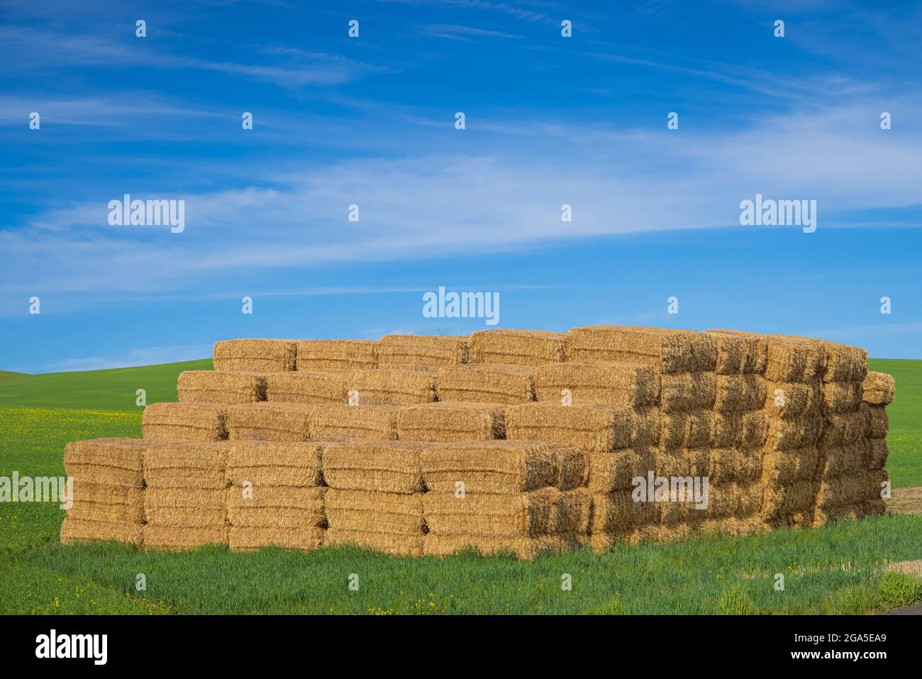 Hay bales in the agricultural Palouse area of eastern Washington state Stock Photo