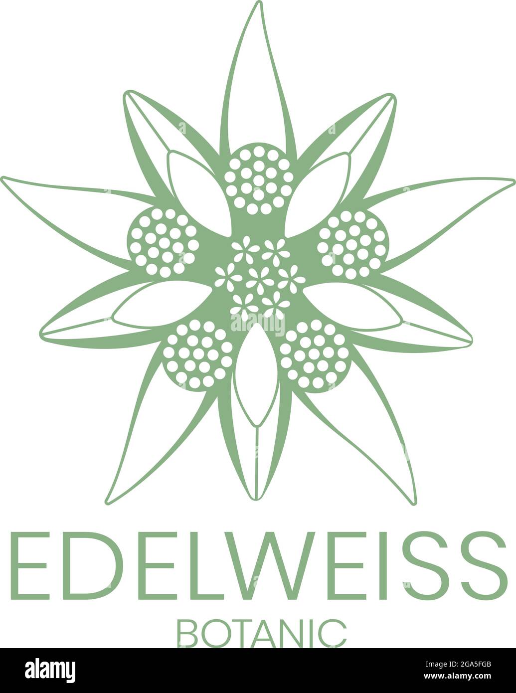 Edelweiss. Edelweiss flower logo on white background. Vector illustration. Stock Vector