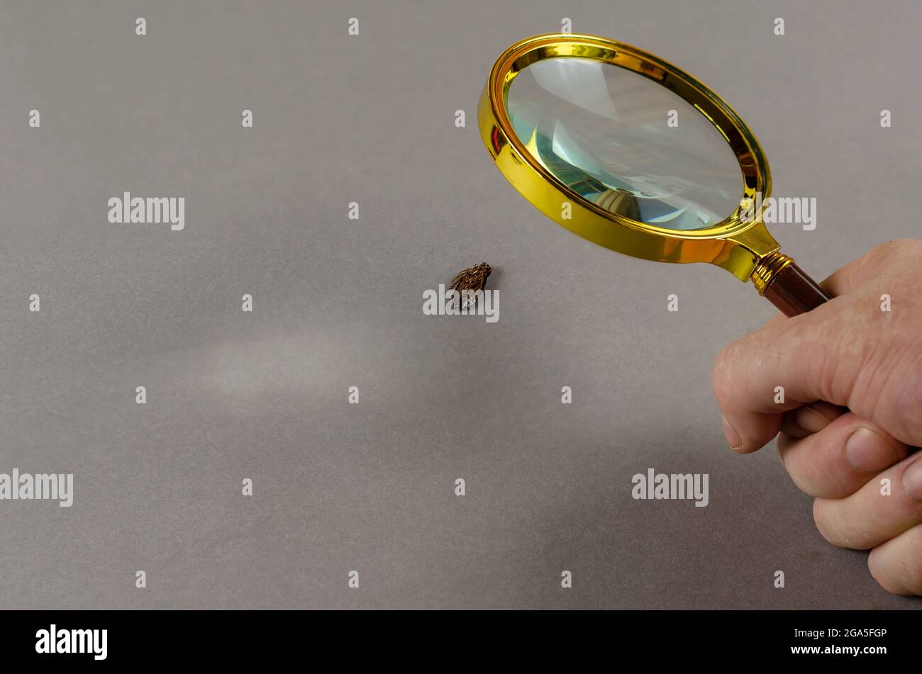 Concept pest control service. Brown dead cockroach on zooming by