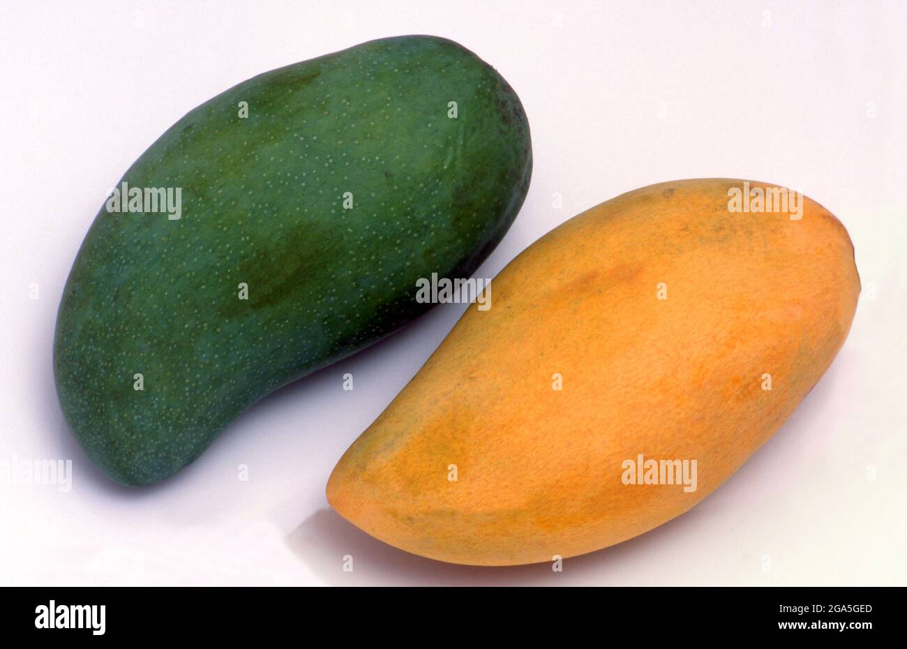 A mango is an edible stone fruit produced by the tropical tree Mangifera indica which is believed to have originated from the region between northwestern Myanmar, Bangladesh, and northeastern India. Mangoes have been cultivated in South and Southeast Asia since ancient times. Stock Photo