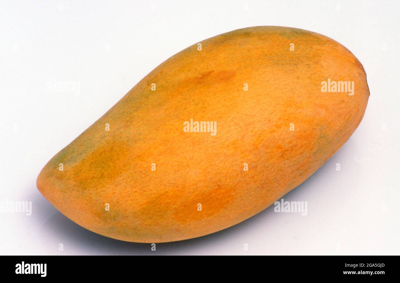 A mango is an edible stone fruit produced by the tropical tree Mangifera indica which is believed to have originated from the region between northwestern Myanmar, Bangladesh, and northeastern India. Mangoes have been cultivated in South and Southeast Asia since ancient times. Stock Photo