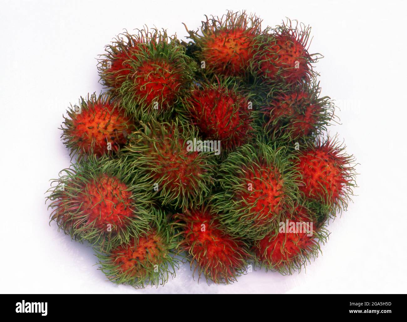 The rambutan (Nephelium lappaceum) is a medium-sized tropical tree in the family Sapindaceae. The fruit produced by the tree is also known as rambutan.  The name rambutan is derived from the Malay/Indonesian word rambutan, meaning 'hairy', rambut the word for 'hair' in both languages, a reference to the numerous hairy protuberances of the fruit, together with the noun-building suffix -an. Stock Photo