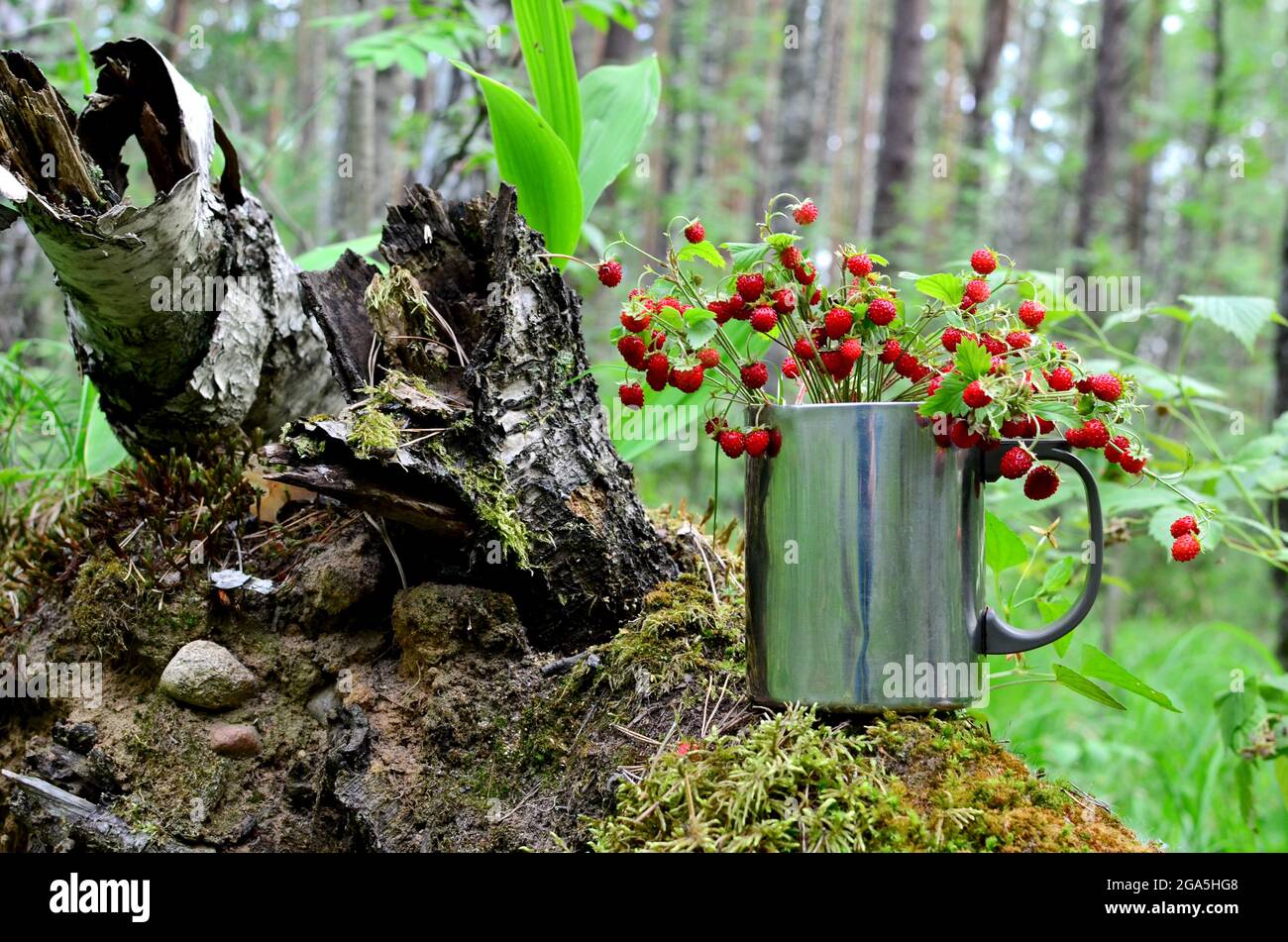 Wild strawberry in the forest. Bouquet of fresh wild strawberries on a ...