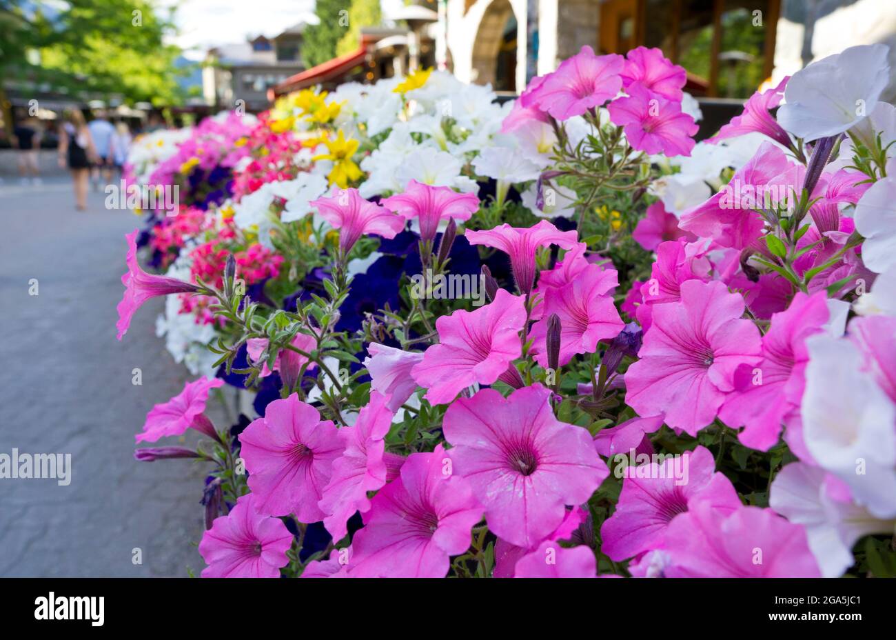 Beautiful flowers at a restaurant patio in Whistler Village in the summer, 2021.  Whistler, British Columbia, Canada. Stock Photo