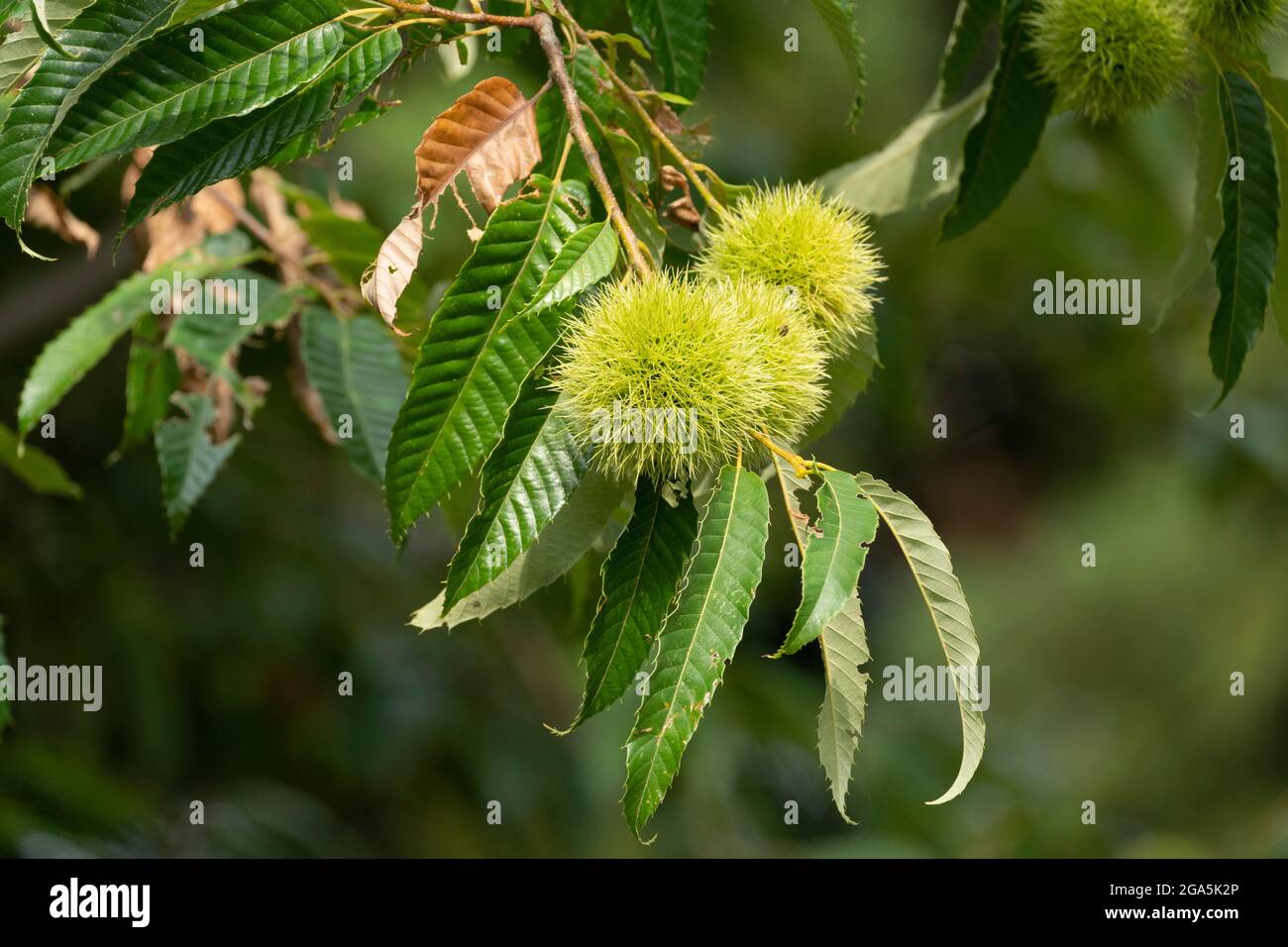 Japanese chestnut on tree in July, Isehara City, Kanagawa Prefecture