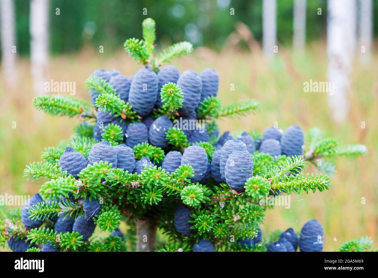 Korean fir tree (Abies koreana) blue cones Stock Photo