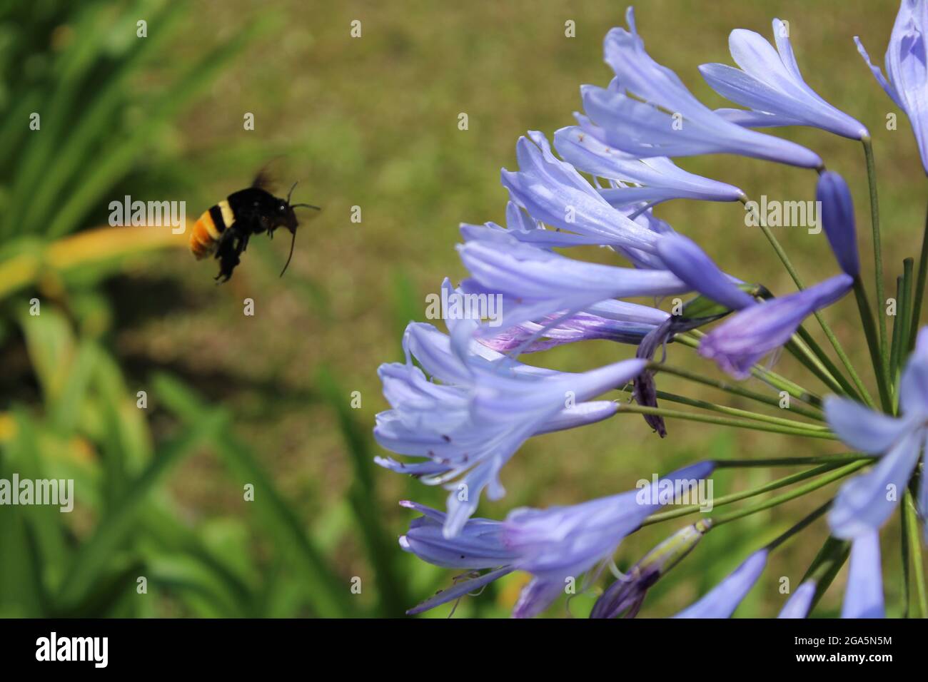 Macro shot of a bumblebee hovering around a light blue agapanthus meadow flower Stock Photo