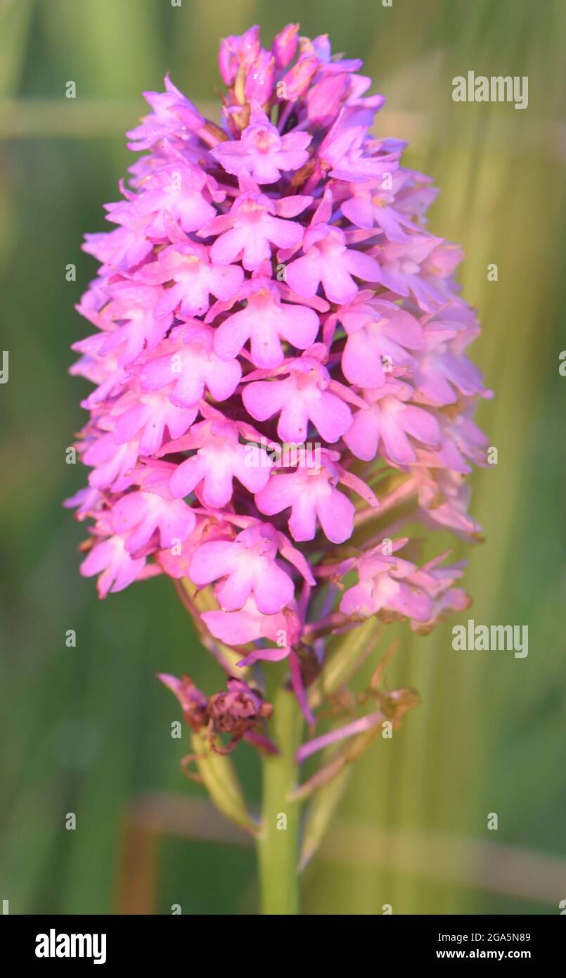 Pyramidal orchid (Anacamptis pyramidalis) flowering head. Rye Harbour Nature Reserve, Rye, Sussex, UK. Stock Photo