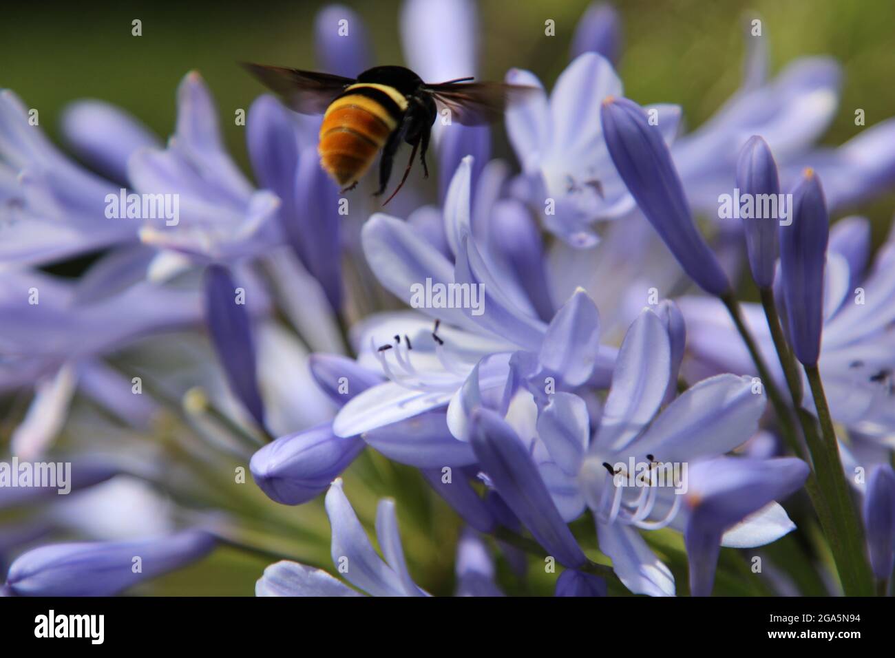 Macro shot of a bumblebee hovering around a light blue agapanthus meadow flower Stock Photo