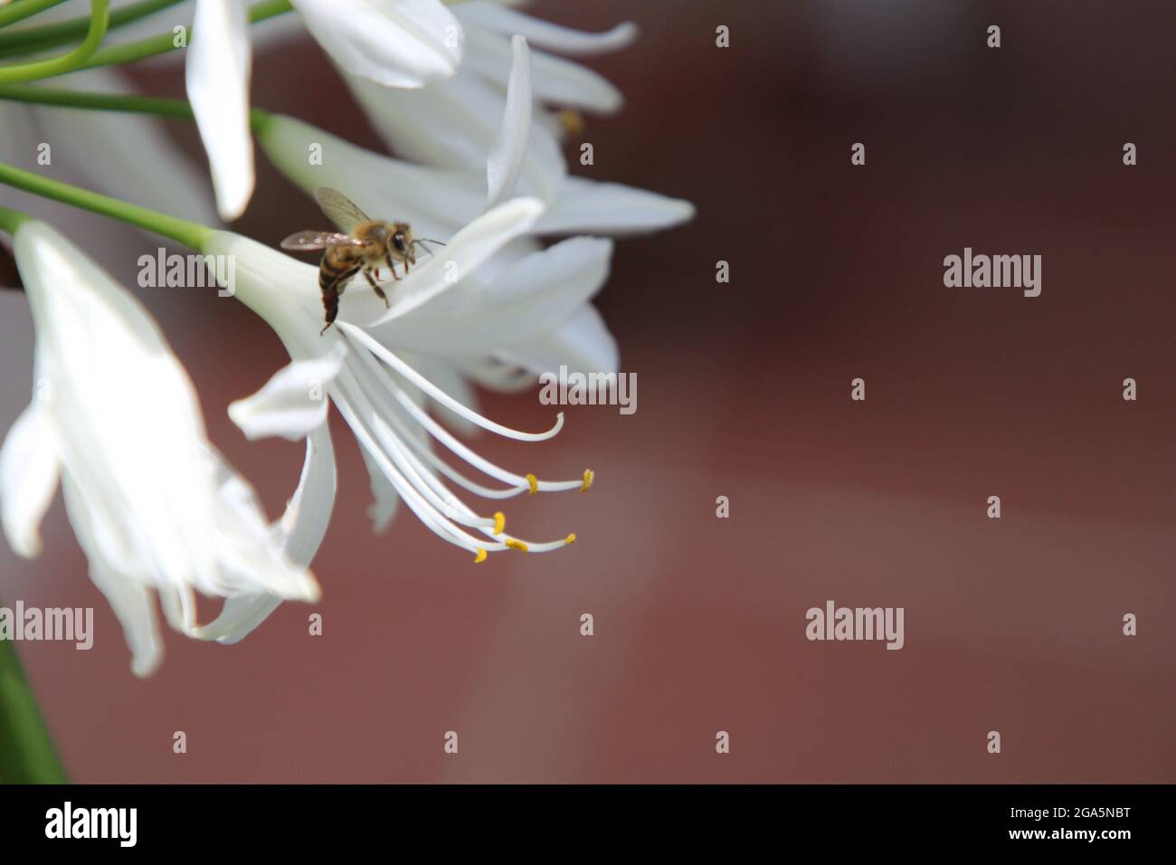 Macro shot of a honey bee collecting pollen on a white agapanthus meadow flower Stock Photo
