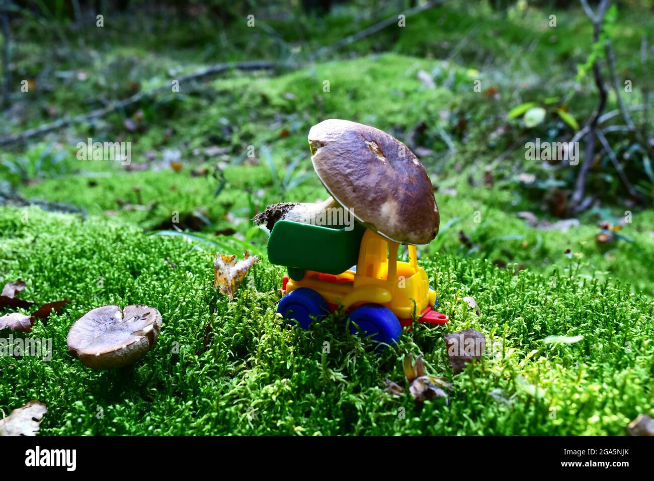 Funny toy truck transports a natural Porcini Cep White Mushroom in the forest against a background of green moss and trees. Children playing a game. M Stock Photo