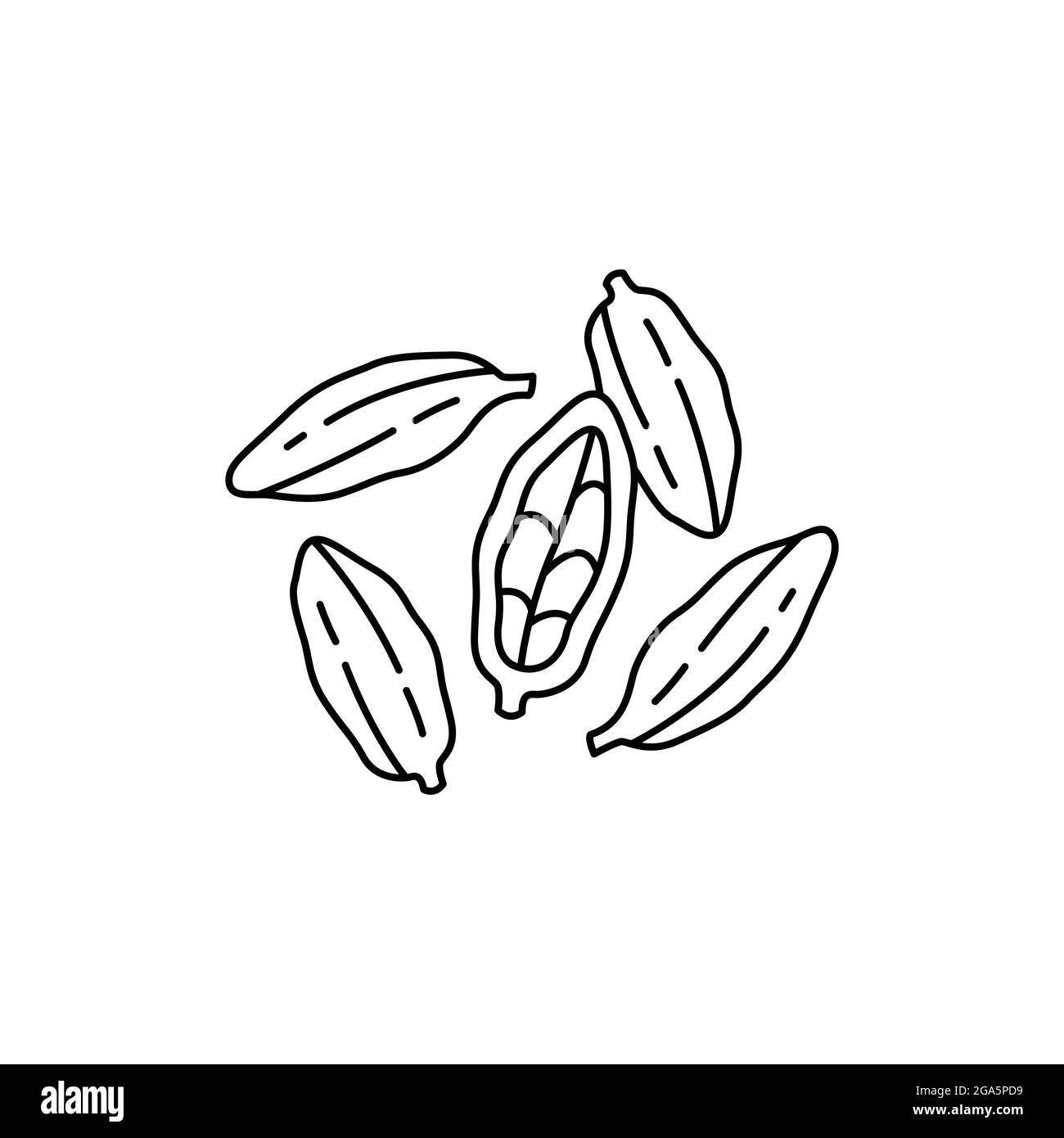 Cardamom olor line icon. Essential oils fruit seeds. Pictogram for web ...