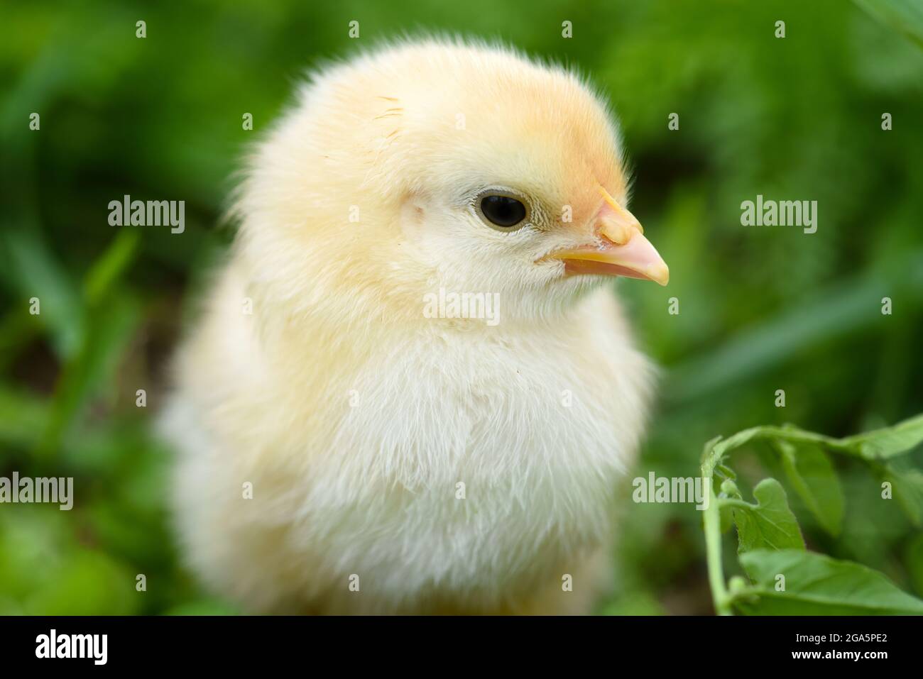 Little chicken on green grass close-up Stock Photo