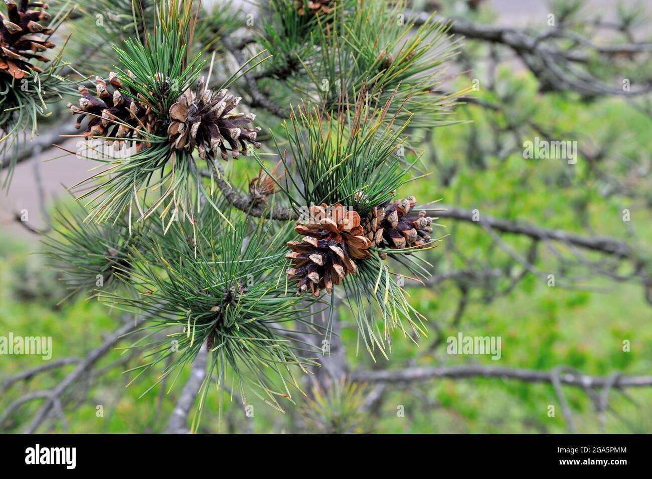 Pine branch with cones on a natural background Stock Photo