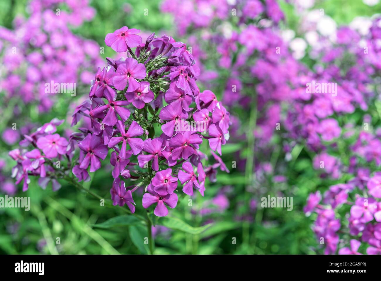 Blooming purple phlox paniculata in the summer garden. Stock Photo