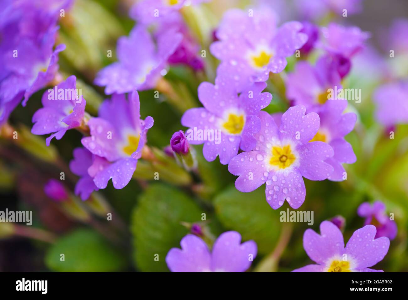 Spring flowers of Primula juliae (Julias Primrose) or purple primrose with dew drops in the spring garden. Stock Photo