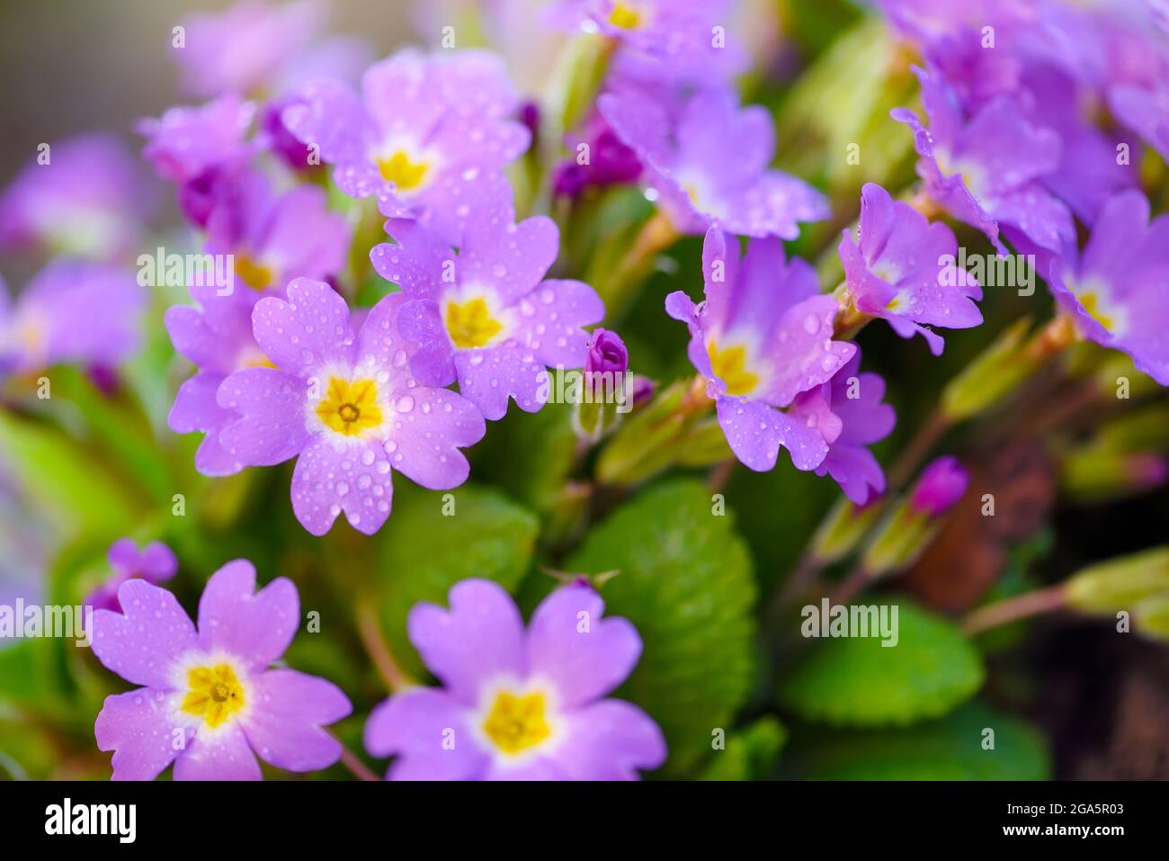 Spring flowers of Primula juliae (Julias Primrose) or purple primrose with dew drops in the spring garden. Stock Photo