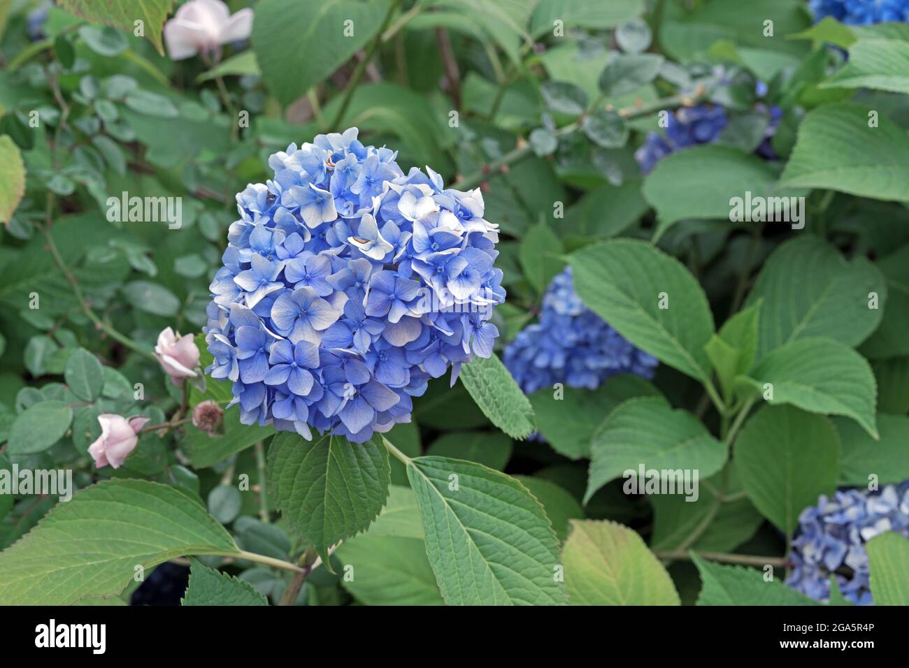 Blooming blue hydrangea or tree hydrangea in the summer garden. Stock Photo