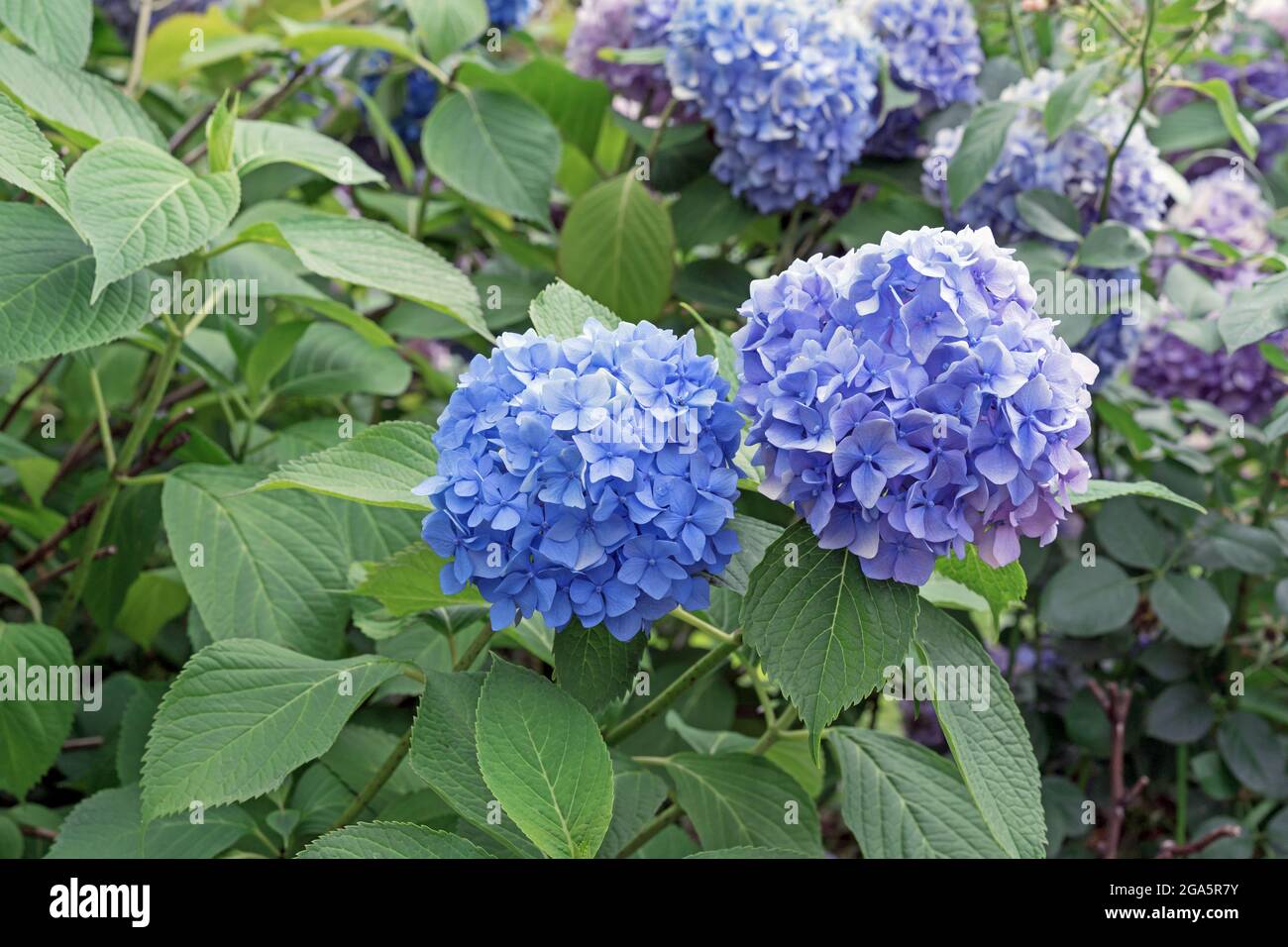 Blooming blue hydrangea or tree hydrangea in the summer garden. Stock Photo