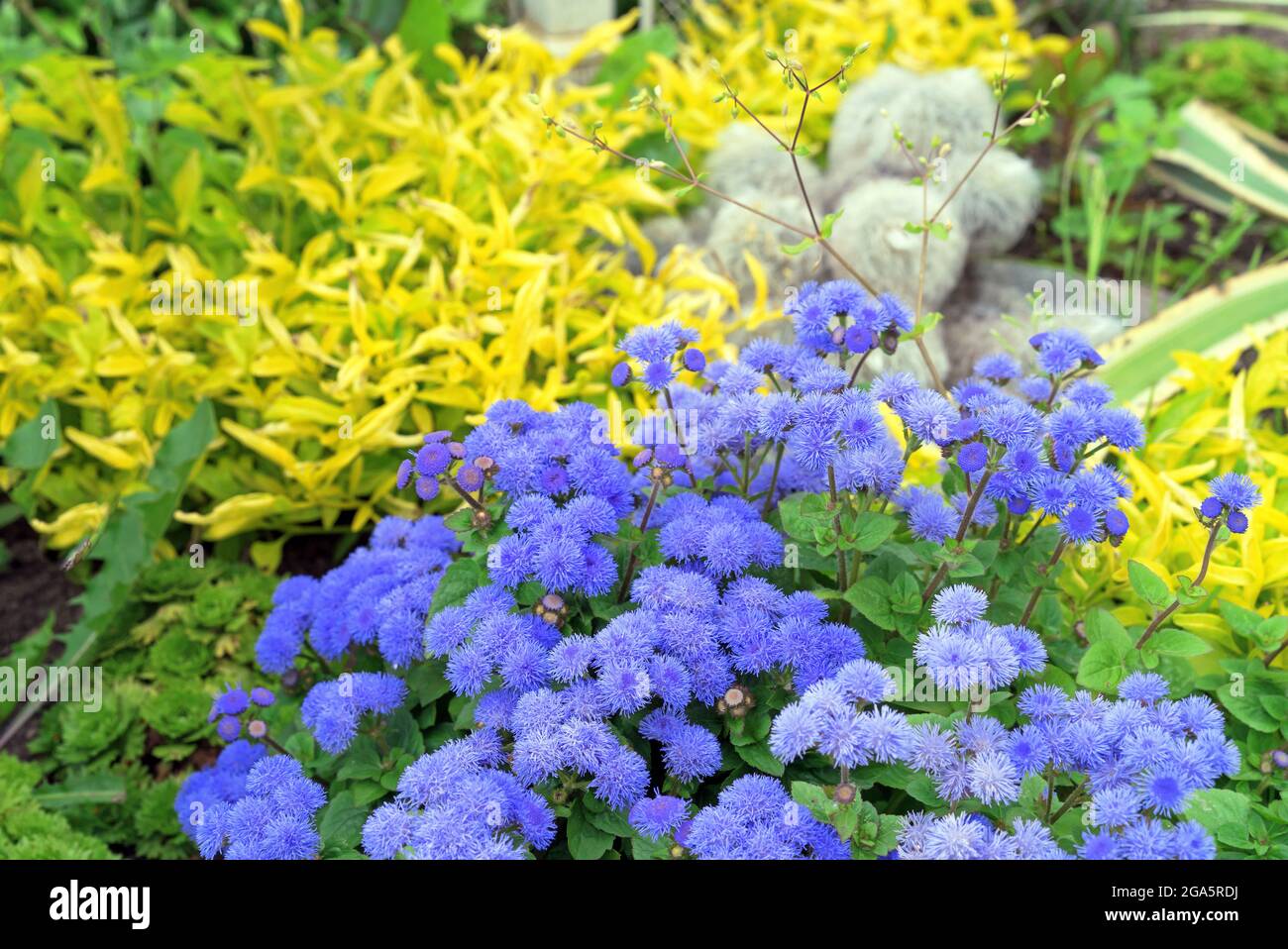 Violet aregatum are often used in summer park landscaping. Stock Photo