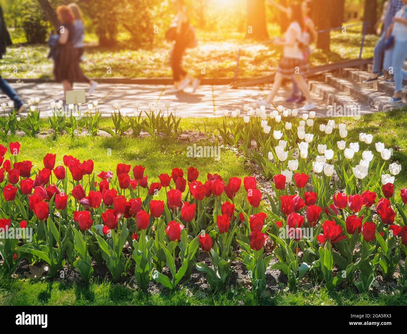 Blurry people walking behind beautiful red and white tulips in in Kyiv National Botanical Garden. People having good time in park. Stock Photo