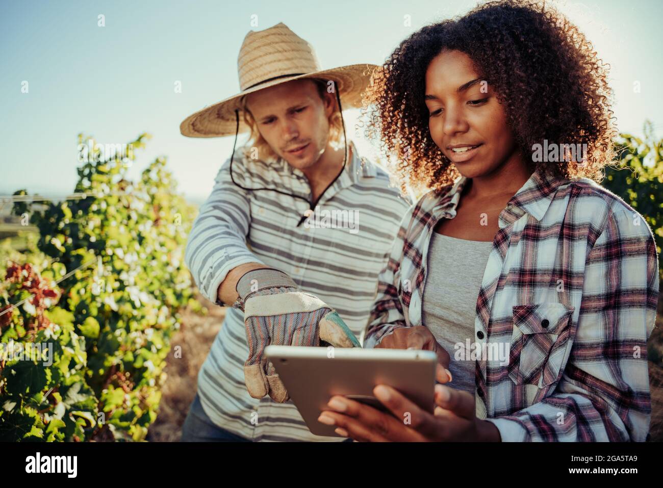 Caucasian male farmer pointing to mixed race female co worker discussing plants on digital tablet while working in vineyards Stock Photo