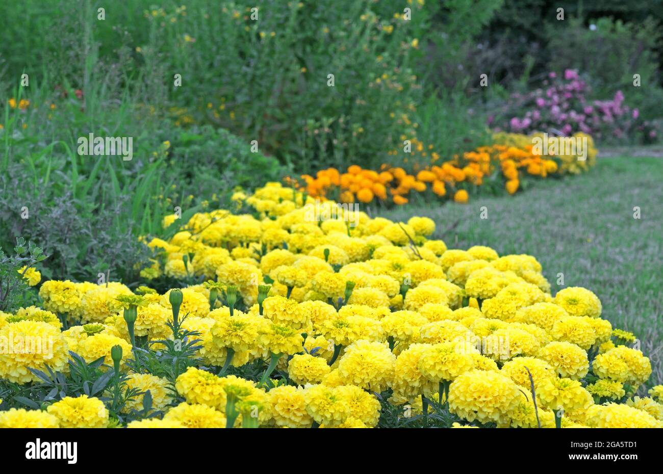 Zinnias of different colors are planted in the form of a curved path. Stock Photo